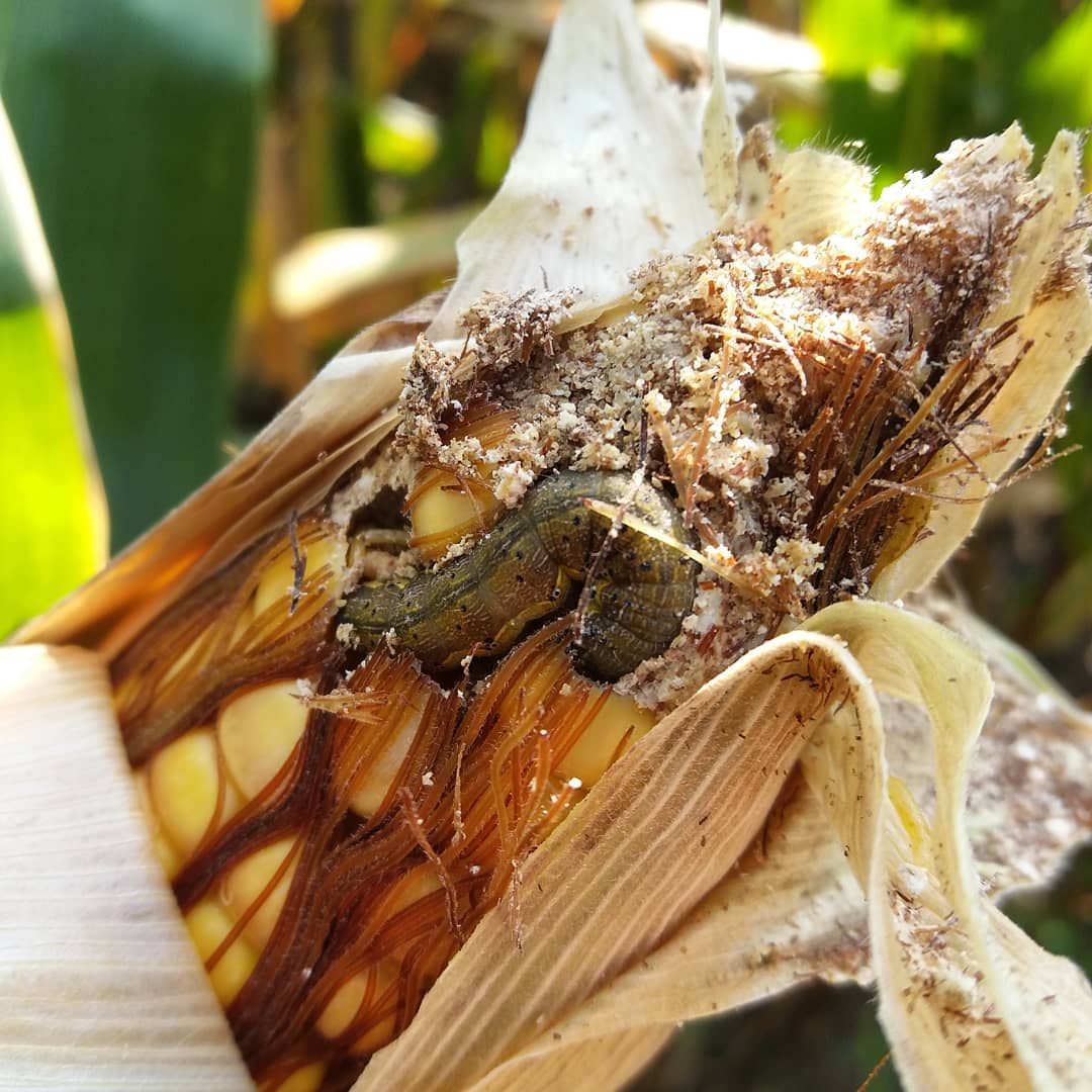 lagarta Spodoptera frugiperda - estragos no milho