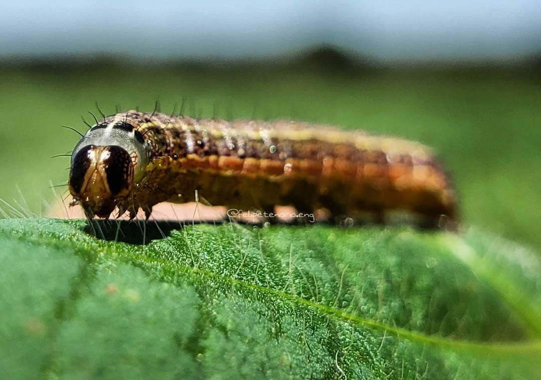 lagarta Spodoptera frugiperda