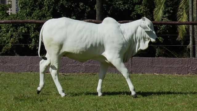 bezerra nelore elite