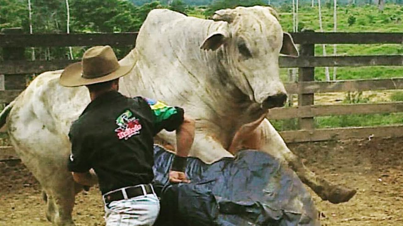 Peão morre após ser pisoteado por touro durante rodeio em Minas