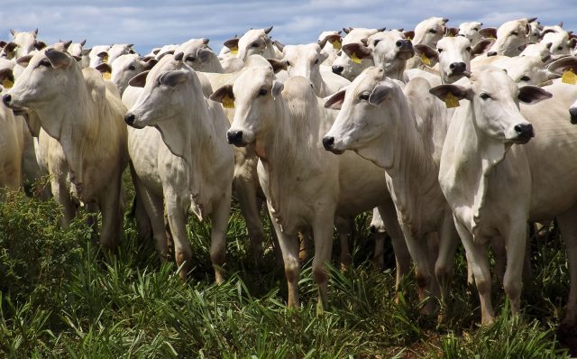 reposição a pasto