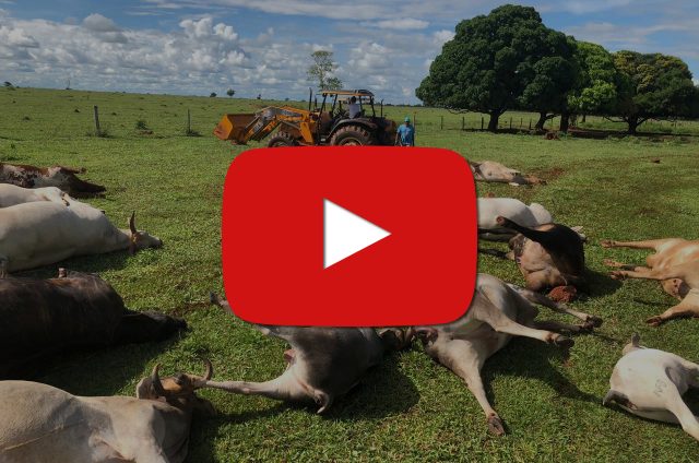 morte de gado raio