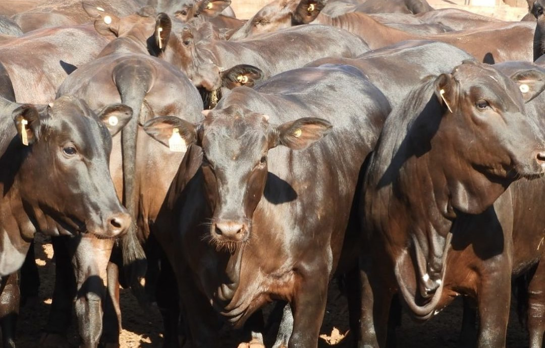 novilhada gorda oriunda de cruzamento nelore angus