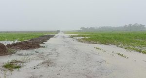 perdas de lavouras no tocantins pela chuva