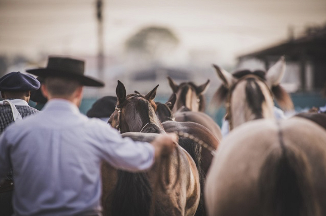 raça de cavalo crioulo