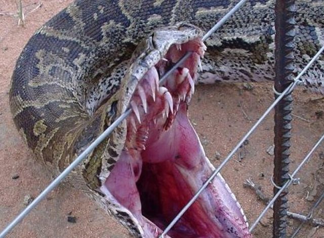 sucuri gigante