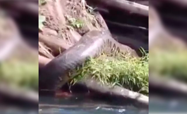 sucuri gigante no rio miranda sucuri gigante no rio miranda