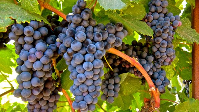 tannat_uruguai_franca tannat_uruguai_franca