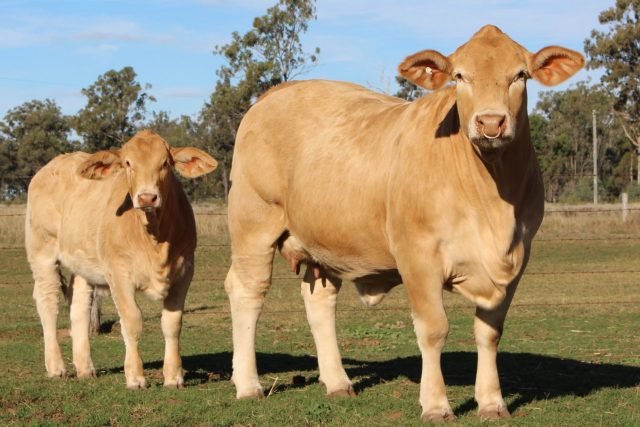 vaca e bezerra da raca charbray na australia