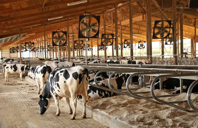 vacas em compost barn vacas em compost barn