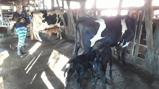 vacas tem gêmeos