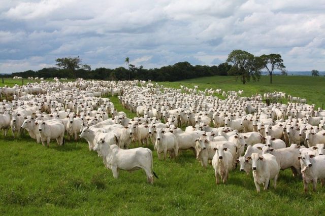 gado a pasto