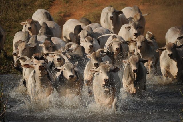Bezerros