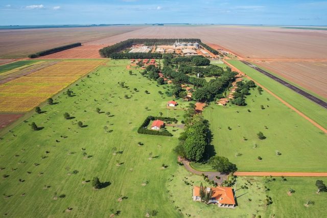 rei da soja