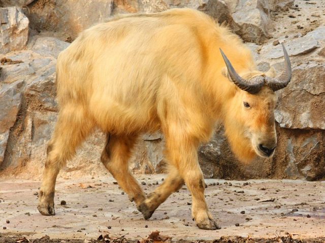 800px-Takin_1427