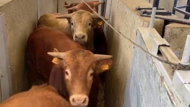 embarque de animais