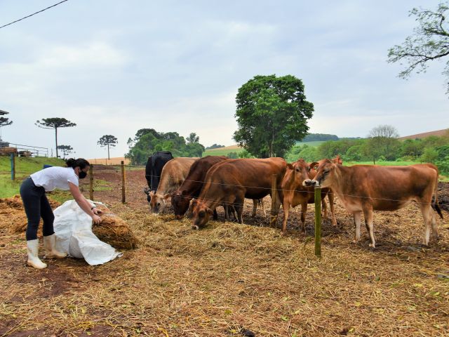 A alimentação dos animais é à base de pasto, mas quando necessário o casal lança mão de pré-secado. Foto: Aires Mariga