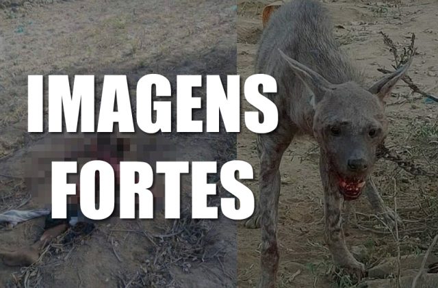 ATAQUE EM LAVOURA