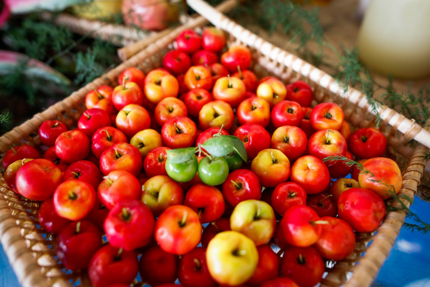 Acerola - pomar de acerola 1