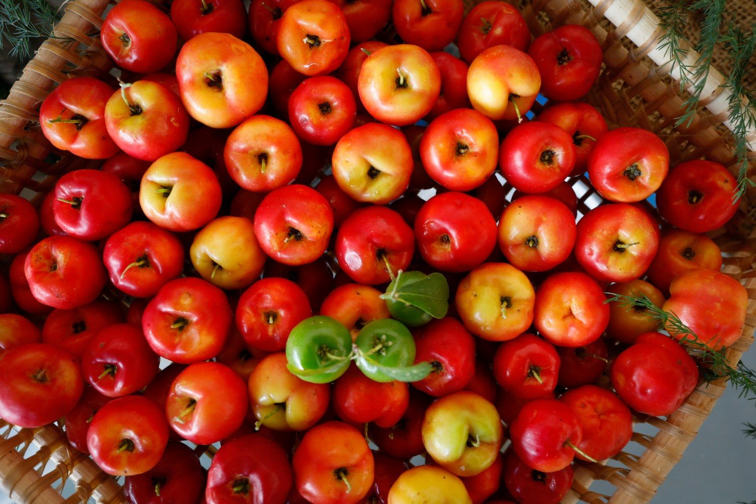 Acerola - pomar de acerola 2