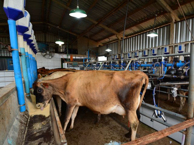 As vacas recebem ração balanceada durante a ordenha, fornecida em alimentador automatizado. Foto: Aires Mariga