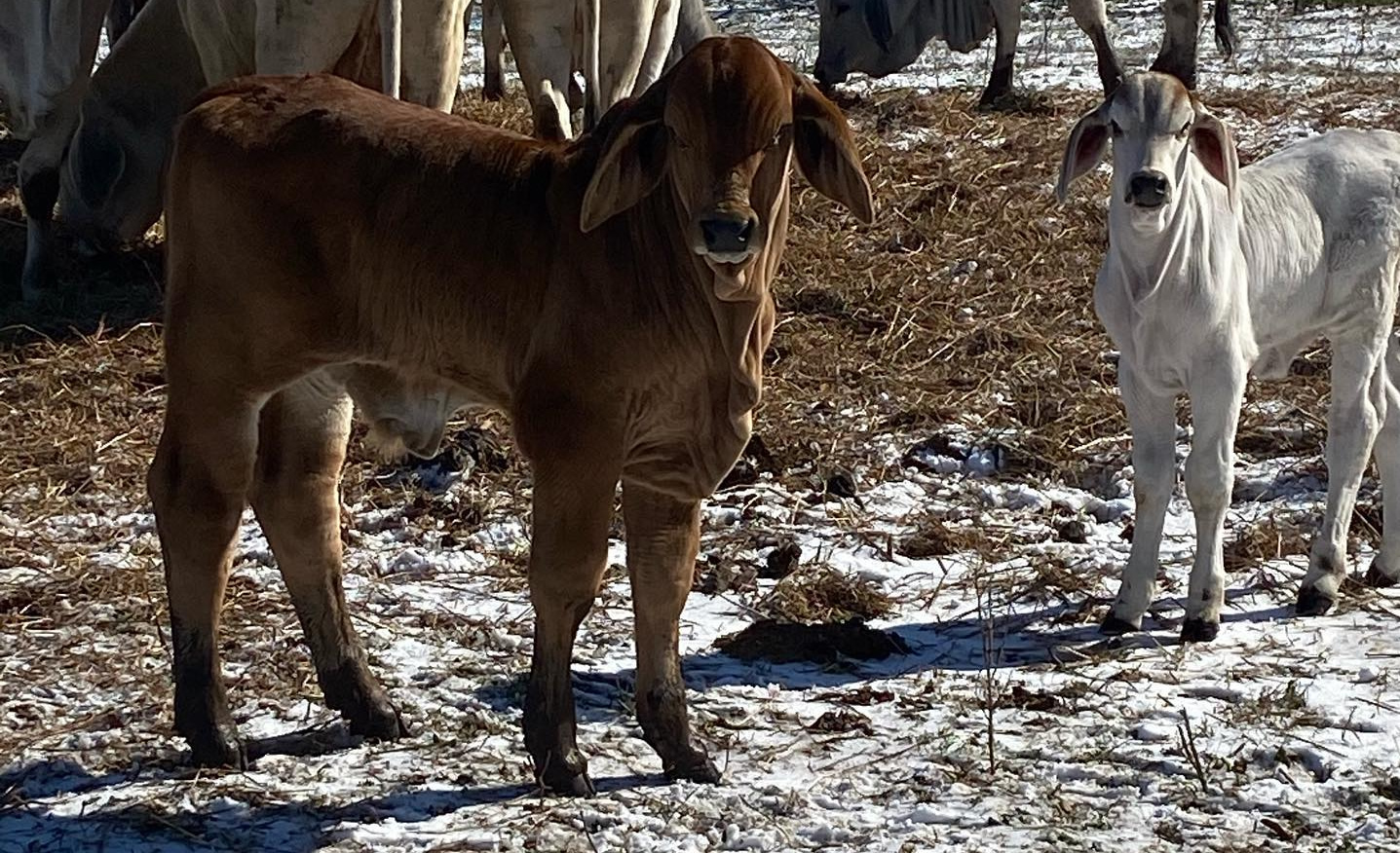 Brahman na neve nos Estados Unidos na neve