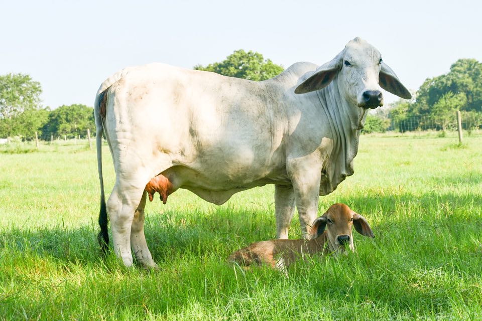 Brahman no verão do Texas