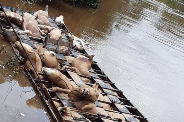 CAMINHÃO BOIADEIRO TOMBA EM PONTe foto