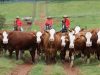 Casa-Branca-Agropastoril-Animais-da-Casa-Branca-Oferta-super-especial-de-Matrizes-Reprodutores-Simental-foto-divulgacao
