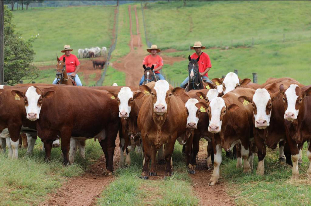 Casa-Branca-Agropastoril-Animais-da-Casa-Branca-Oferta-super-especial-de-Matrizes-Reprodutores-Simental-foto-divulgacao