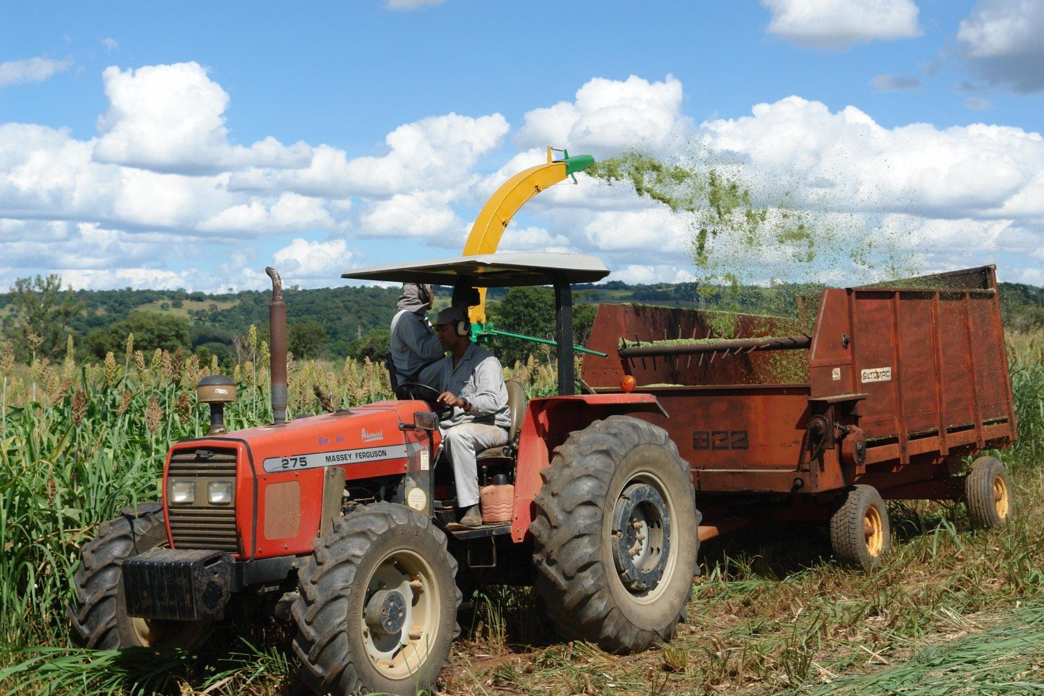 Colheita de sorgo para silagem no campo experimental da Embrapa Milho e Sorgo