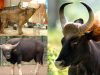 Entenda a evolução dos bovinos ao longo dos séculos