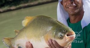 Peixe nativo. Tambaqui. Foto: Wenderson Araujo