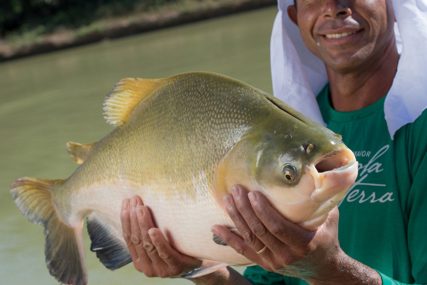 Peixe nativo. Tambaqui. Foto: Wenderson Araujo