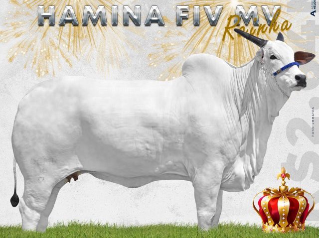Hamina FIV MV 2