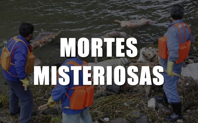 MORTE DE SUÍNOS NA CHINA