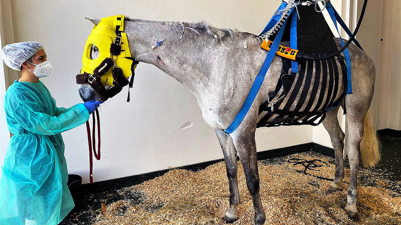 Surto viral mortal mata cavalos e traz pânico! - CompreRural