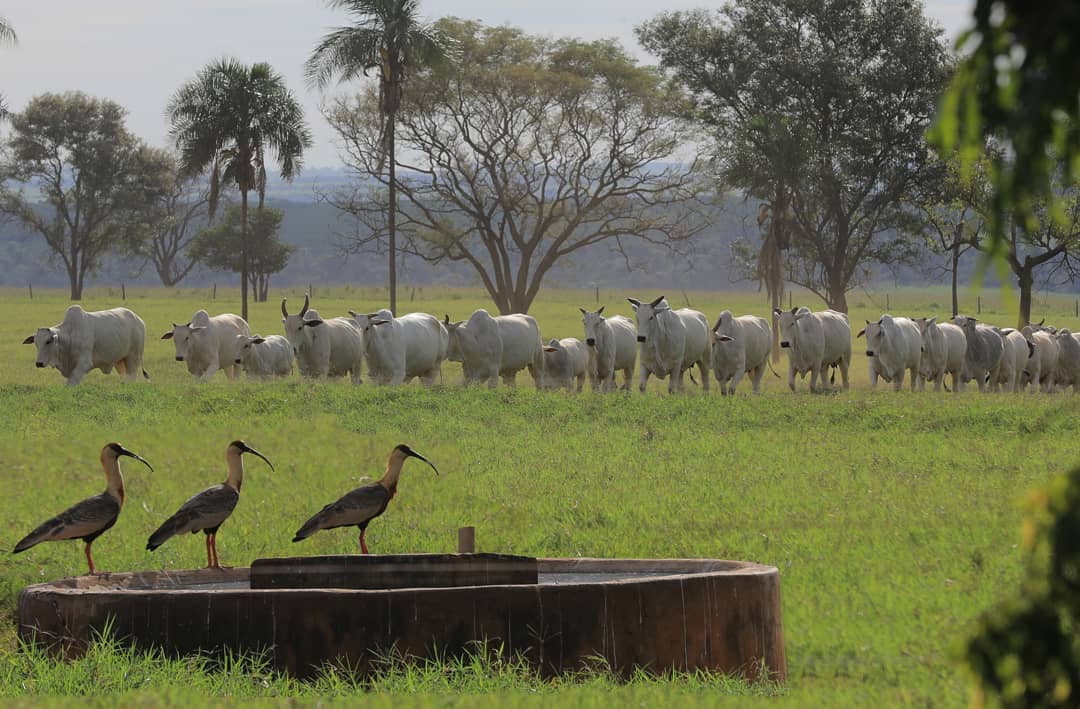 Natureza Perfeita na Fazenda Brumado em Barretos spi