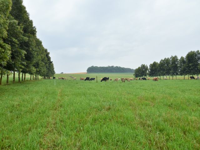 O casal adota o sistema silvipastoril, onde o pasto é sombreado e traz conforto térmico aos animais. Foto: Aires Mariga