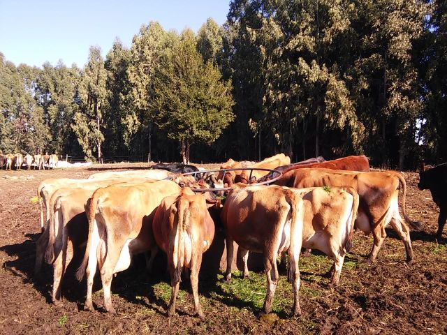 O pré-secado é dado aos animais em alimentador móvel, que é disposto em uma área de descanso. Foto: Celis Gaspareto