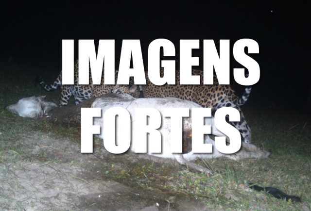 ONÇAS MATAM ANIMAIS