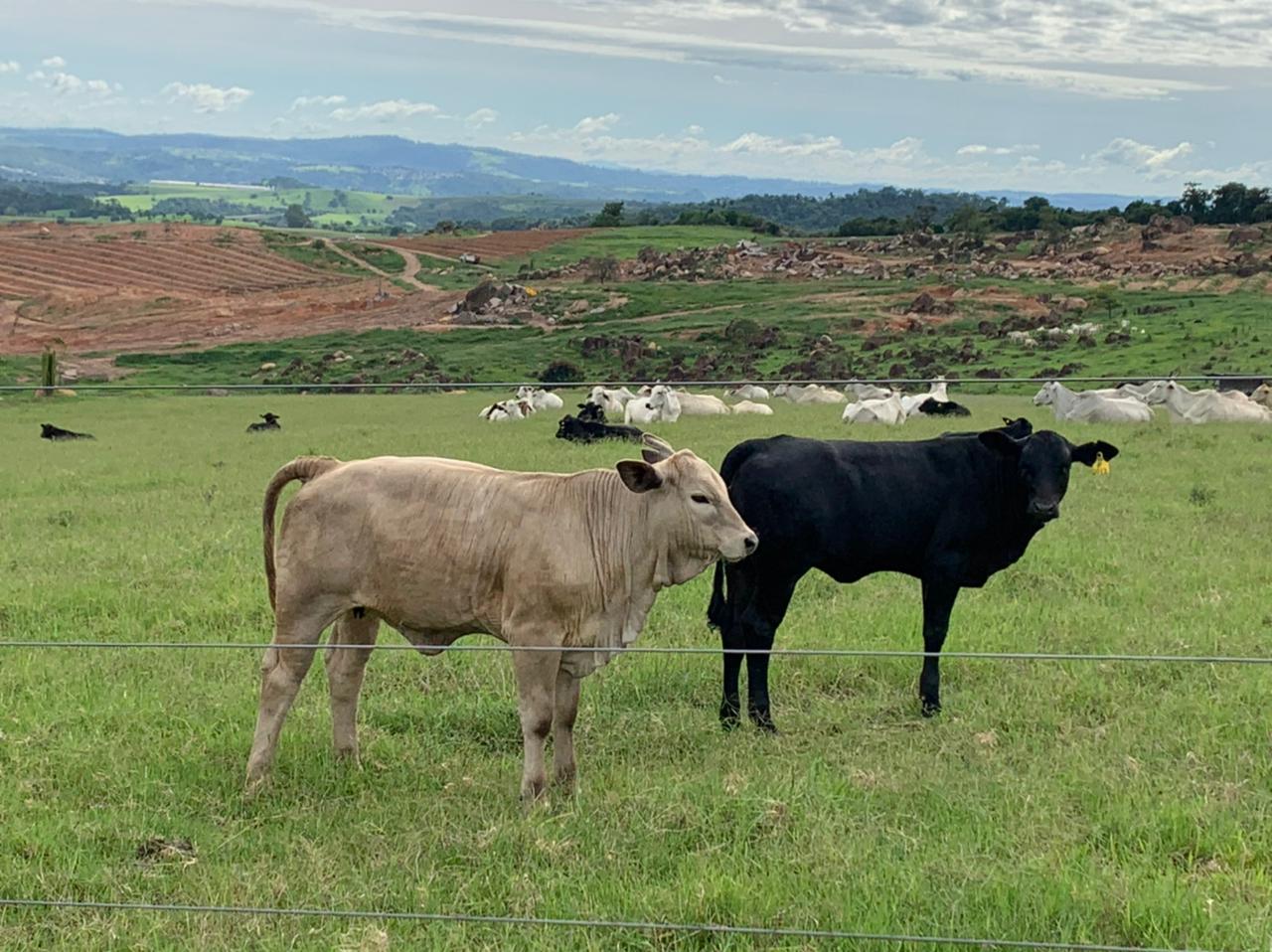 Pecuarista prova sucesso do canchim em cruzamentos