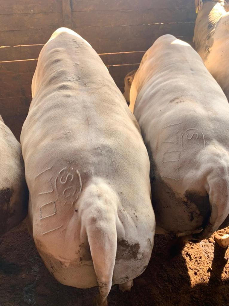 Pecuarista prova sucesso do canchim em cruzamentos