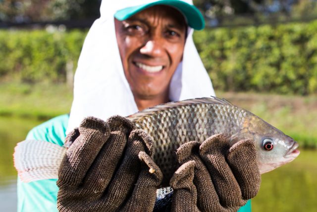 SANPHAR-Piscicultura-homem-segurando-Tilapia-Vacinas-autogenas-sao-estrategicas-para-evitar-perdas-por-Francisella-no-cultivo-de tilapias-Foto-Wenderson-Araujo-CNA-Brasil2 SANPHAR-Piscicultura-homem-segurando-Tilapia-Vacinas-autogenas-sao-estrategicas-para-evitar-perdas-por-Francisella-no-cultivo-de tilapias-Foto-Wenderson-Araujo-CNA-Brasil2