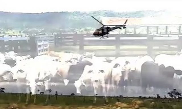 OPERAÇÃO GARROTE RO