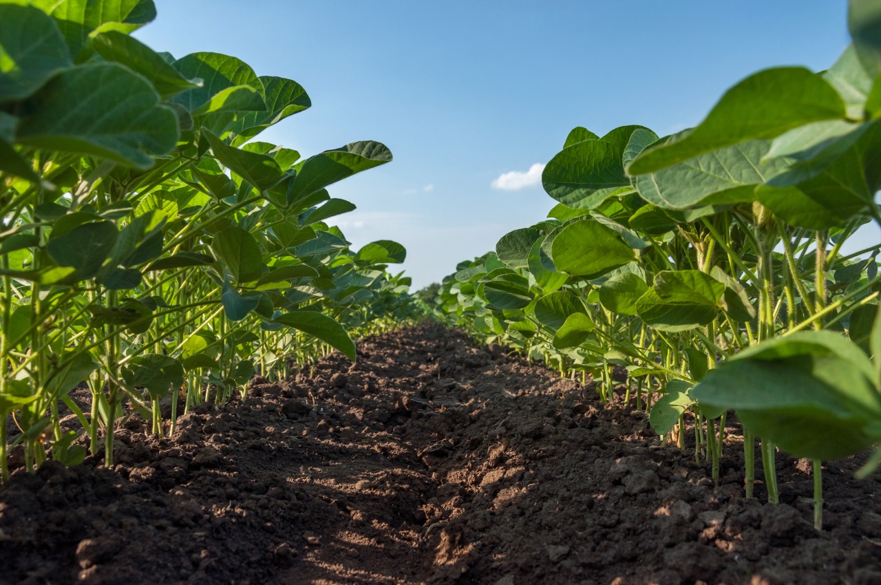 Soja agricultura