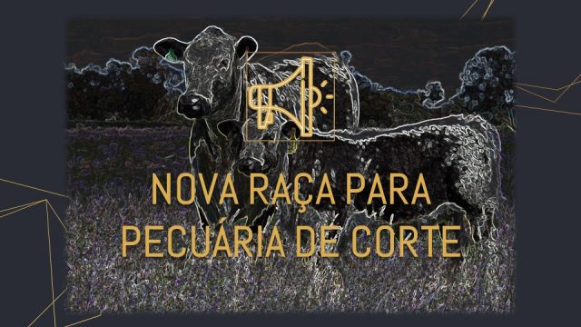 Speckle Park - CAPA