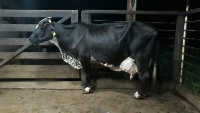 Vaca-Promessa-Barbante-superou-a-marca-de-100-mil-kg-de-produção-850x479