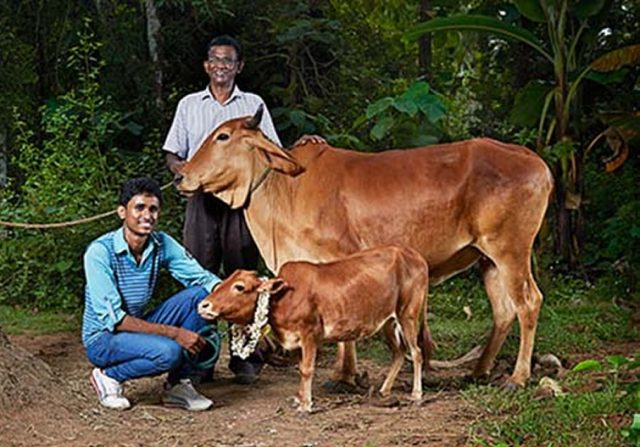 Vaca-Vechur capa