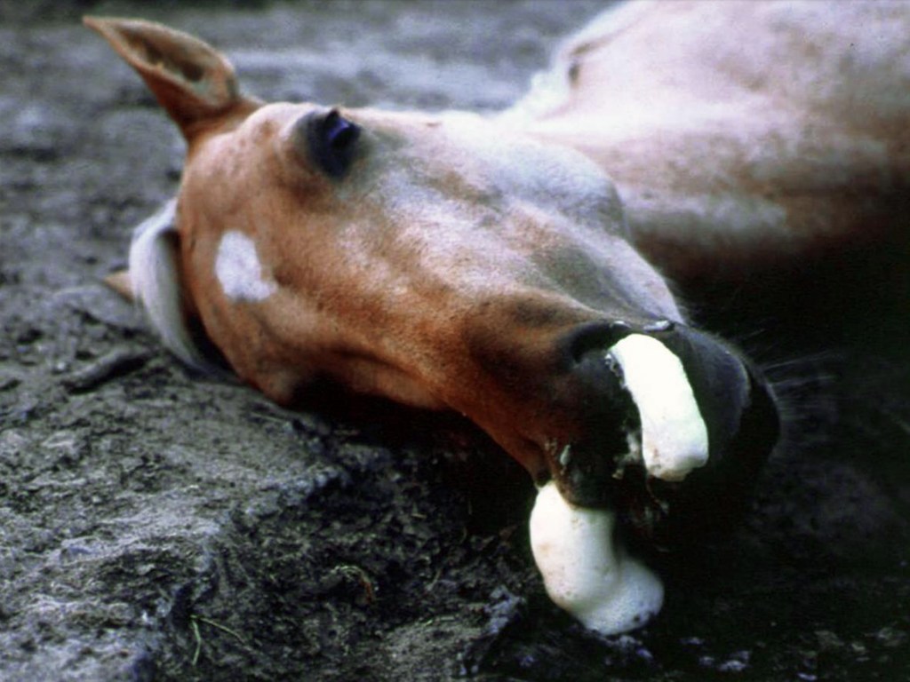 Surto viral mortal mata cavalos e traz pânico! - CompreRural